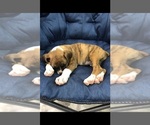 Small breeder photo