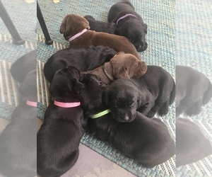 Main photo of Labrador Retriever Dog Breeder near ANTIOCH, CA, USA