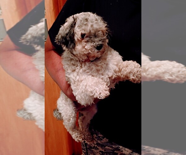 Medium Photo #2  Breeder Profile in AKRON, OH, USA