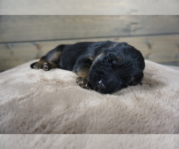 Medium Photo #7  Breeder Profile in CENTERBURG, OH, USA