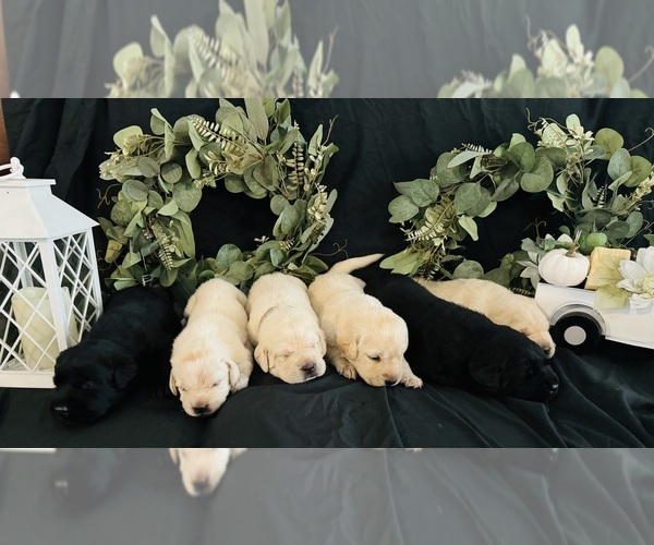 Medium Photo #1  Breeder Profile in MULBERRY, FL, USA