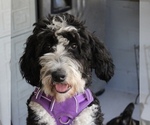 Small #2 Breeder Profile image