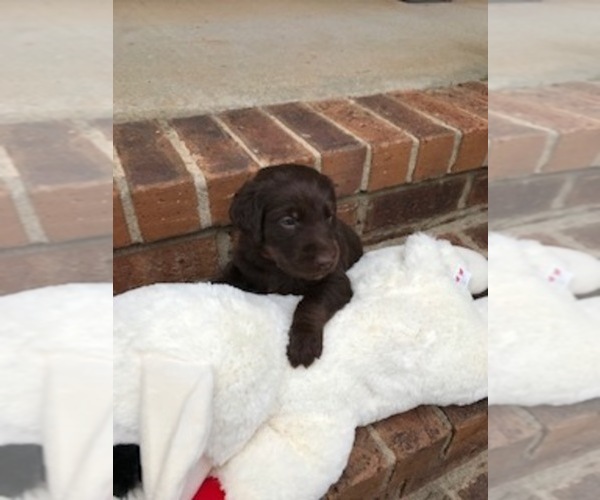 Medium Photo #1  Breeder Profile in MBORO, TN, USA