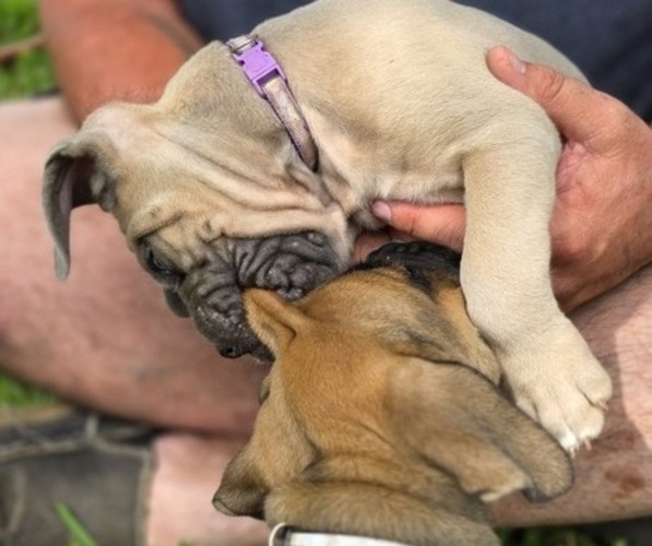 Medium Photo #10  Breeder Profile in BANGS, TX, USA