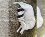 Small breeder photo