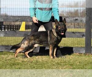 Main photo of German Shepherd Dog Dog Breeder near FREDERICKTOWN, OH, USA