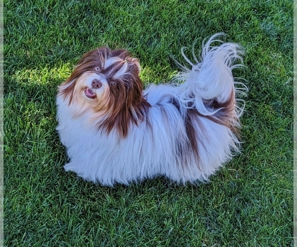 Medium Photo #14  Breeder Profile in POST FALLS, ID, USA