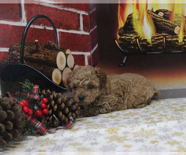 Medium Photo #102  Breeder Profile in CHANUTE, KS, USA