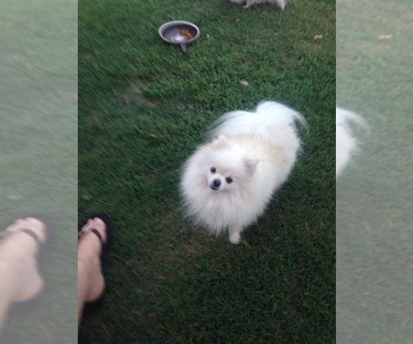 Medium Photo #21  Breeder Profile in CAULFIELD, MO, USA