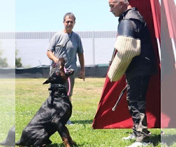 Medium Photo #9  Breeder Profile in FORT LAUDERDALE, FL, USA