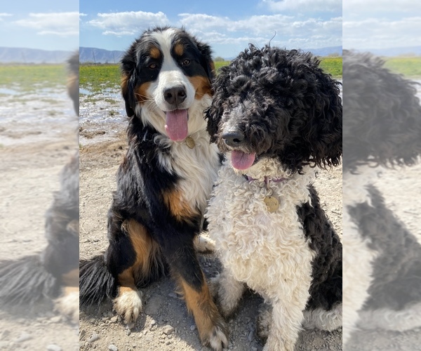 Medium Photo #1  Breeder Profile in SPANISH FORK, UT, USA
