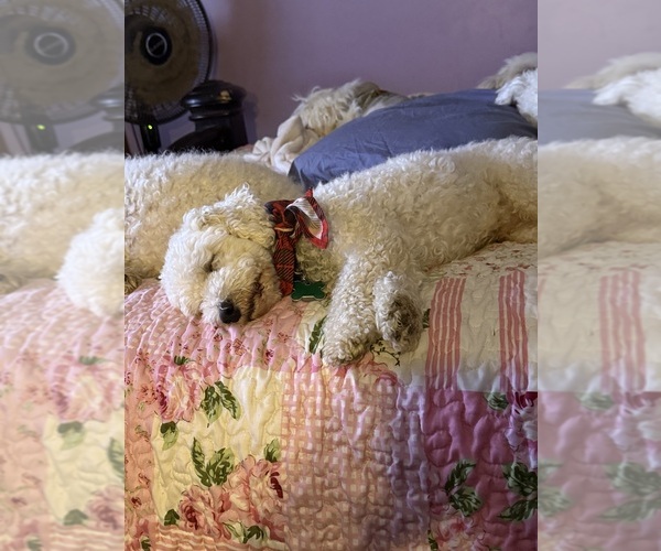 Medium Photo #19  Breeder Profile in PICKFORD, MI, USA