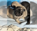 Small #40 Breeder Profile image