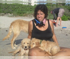 Golden Retriever Dog Breeder near PORT SAINT LUCIE, FL, USA
