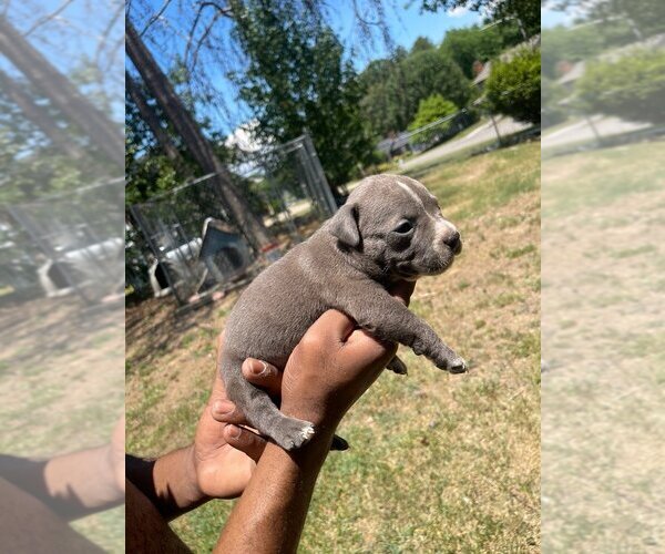 Medium Photo #1  Breeder Profile in GASTONIA, NC, USA
