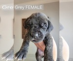 Small Photo #8  Breeder Profile in MONTEVIEW, ID, USA