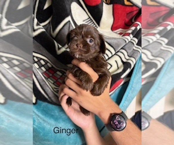 Medium Photo #78  Breeder Profile in SCOTTSDALE, AZ, USA