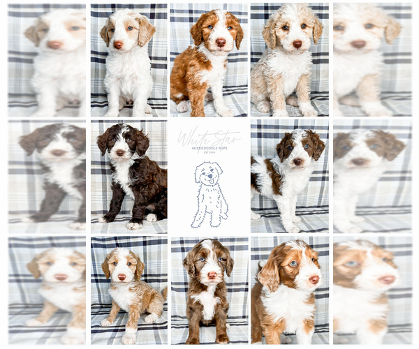 Medium Photo #18  Breeder Profile in SHIOCTON, WI, USA