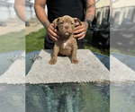 Small breeder photo