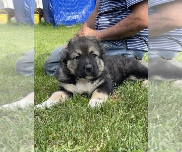 Medium Photo #50  Breeder Profile in TWINING, MI, USA