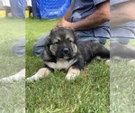 Small #49 Breeder Profile image