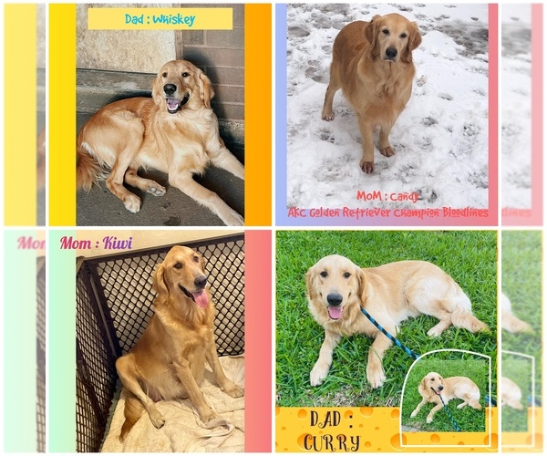 Medium Photo #1  Breeder Profile in SUGAR LAND, TX, USA