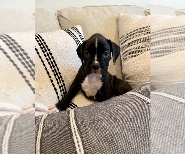 Medium Photo #7  Breeder Profile in MIAMI, FL, USA