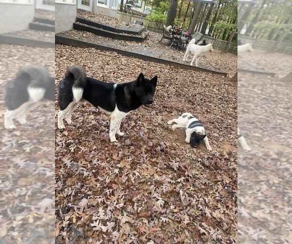 Medium Photo #74  Breeder Profile in MCDONOUGH, GA, USA