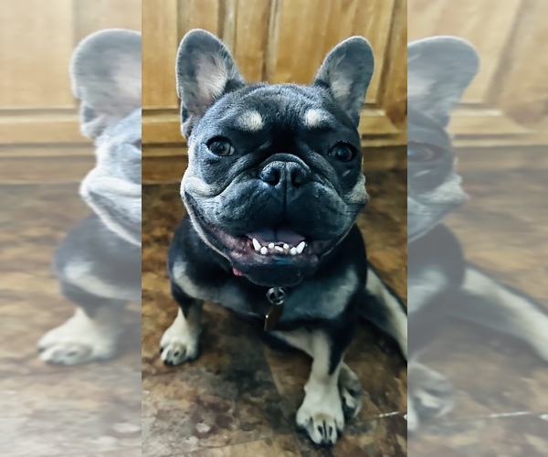 Medium Photo #4  Breeder Profile in MARICOPA, AZ, USA