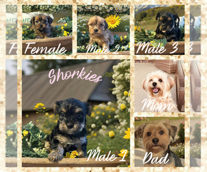 ShihPoo Dog Breeder near PILOT MOUNTAIN, NC, USA