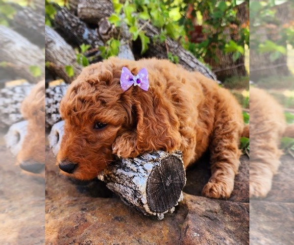 Medium Photo #1  Breeder Profile in BANGS, TX, USA