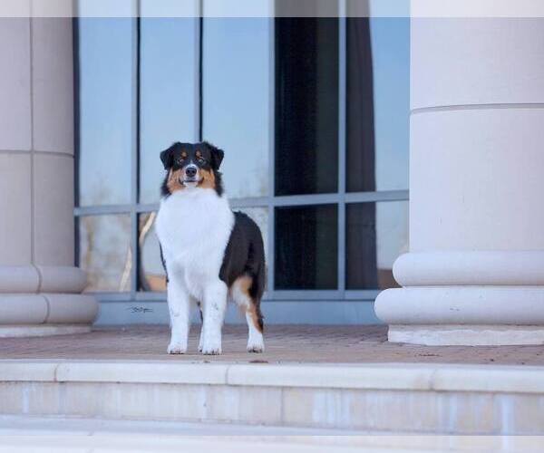 Medium Photo #3  Breeder Profile in FLORESVILLE, TX, USA