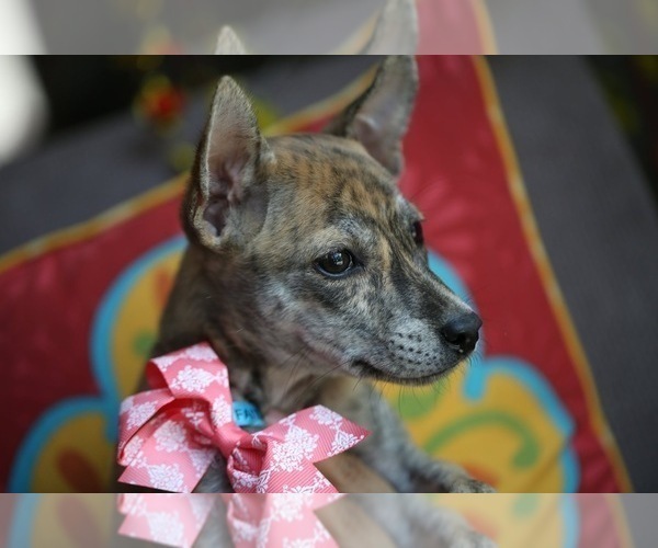 Medium Photo #1  Breeder Profile in PALMDALE, CA, USA