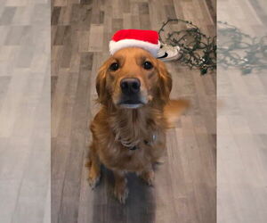 Golden Retriever Dog Breeder near TALIHINA, OK, USA