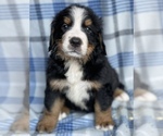 Small Photo #4  Breeder Profile in BERGHOLZ, OH, USA