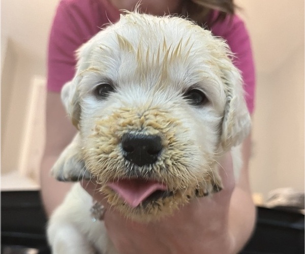 Medium Photo #11  Breeder Profile in SPOTSYLVANIA, VA, USA