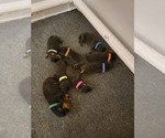 Small #1 Breeder Profile image