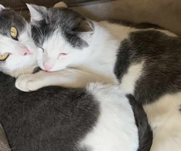 Medium Photo #24  Breeder Profile in MIDLOTHIAN, TX, USA