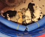 Small #21 Breeder Profile image