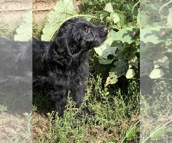 Medium Photo #6  Breeder Profile in LAKE GEORGE, NY, USA