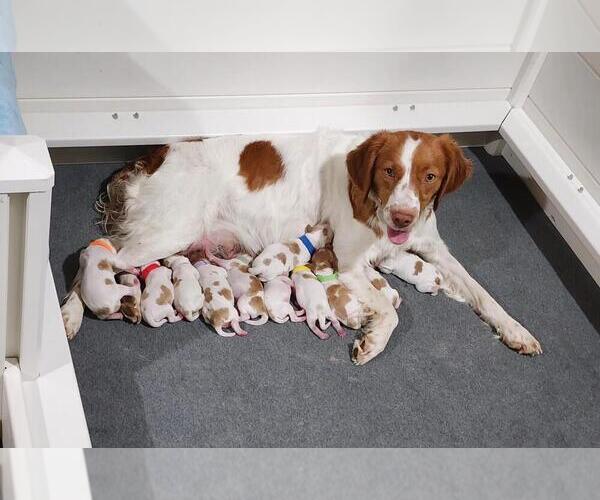 Medium Photo #9  Breeder Profile in MONTROSE, CO, USA