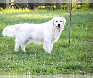 English Cream Golden Retriever Dog Breeder near BROOKVILLE, IN, USA