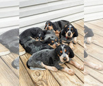 Small breeder photo