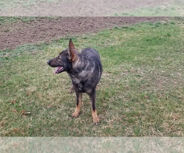 Medium Photo #1  Breeder Profile in BARNETT, MO, USA
