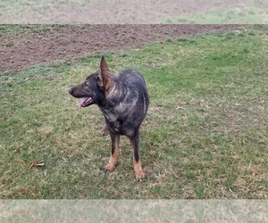 Main photo of German Shepherd Dog Dog Breeder near BARNETT, MO, USA