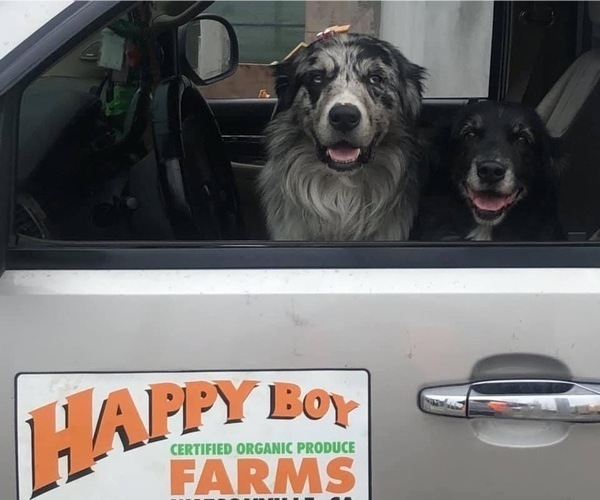 Medium Photo #3  Breeder Profile in SUNNYVALE, CA, USA
