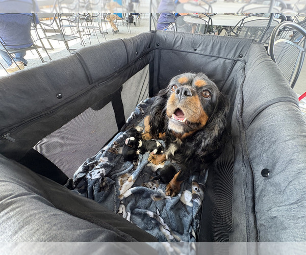 Medium Photo #18  Breeder Profile in WAXAHACHIE, TX, USA