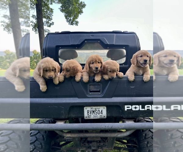 Medium Photo #1  Breeder Profile in PALL MALL, TN, USA