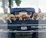 Small breeder photo