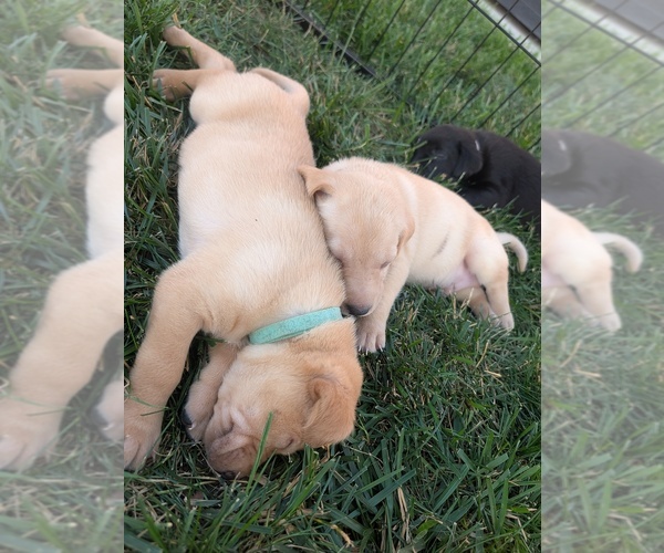 Medium Photo #8  Breeder Profile in WISNER, NE, USA